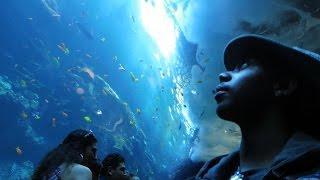 My Day At the Georgia Aquarium [TRAVEL VLOG]